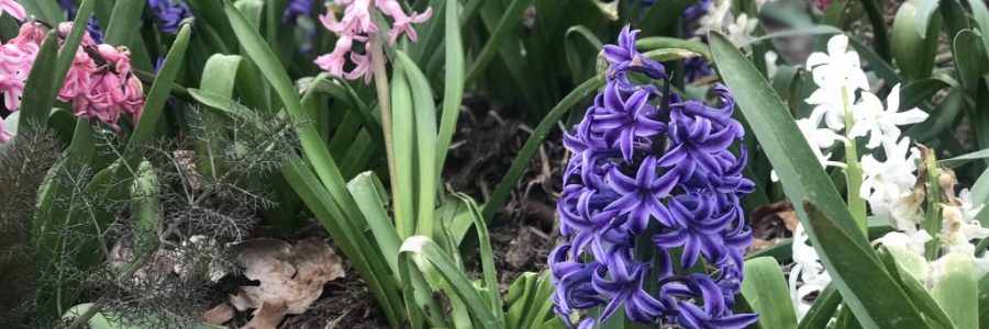 5 Signs That Spring Has Sprung In Kentucky